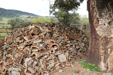 Cork bark harvested from the trunk of the cork oak (Quercus suber) for the industrial production of...