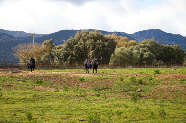 group of black bulls in the countryside of spain. The bull is art and tradition.