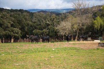 group of black bulls in the countryside of spain. The bull is art and tradition.