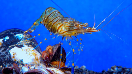 Rockpool shrimp (Palaemon elegans), crustacean underwater