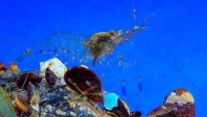 Rockpool shrimp (Palaemon elegans), crustacean underwater
