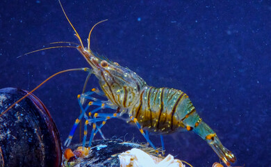 Rockpool shrimp (Palaemon elegans), crustacean underwater