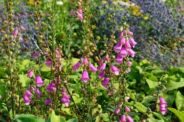 Artichoke, vegetable garden, autumn garden