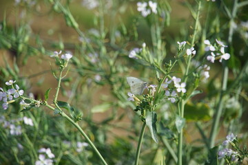 White butterfly on white verbena flower