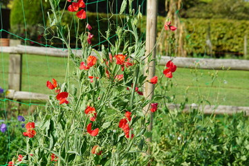 Lathyrus odoratus, red sweet pea flower, october 2023