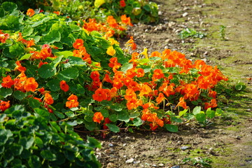 Compact red nasturtium plants, autumn garden, october 2023