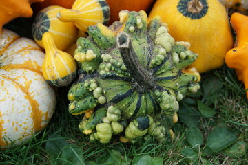 Pumpkins, squahes and gourds.  Hallloween display. Wrinkled, green and orange pumpkins from the fields. Suffolk, UK. Photographed in October 2023