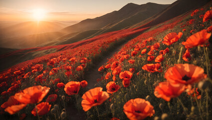 Fototapeta na wymiar field of red poppies in the mountain