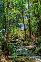 River and forest with waterfall hidden behind trees in the state of Minas Gerais, Brazil
