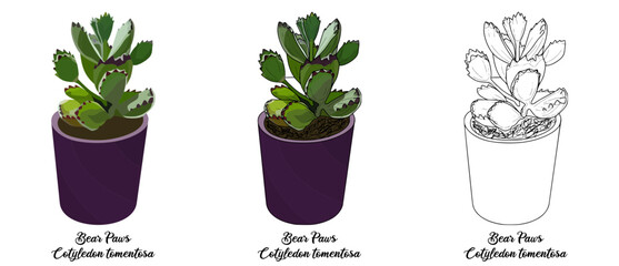 Bear Paws Hand drawn Realistic House Plant Flower illustrations 