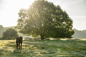 Baum in der Frühe