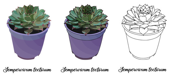 Sempervivum tectorum Hand drawn Realistic House Plant Flower illustrations 