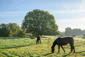 Morgenstimmung an der Aa im Münsterland