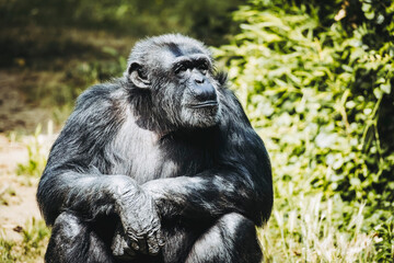 Portrait d'un singe chimpanzé ou pan troglodyte