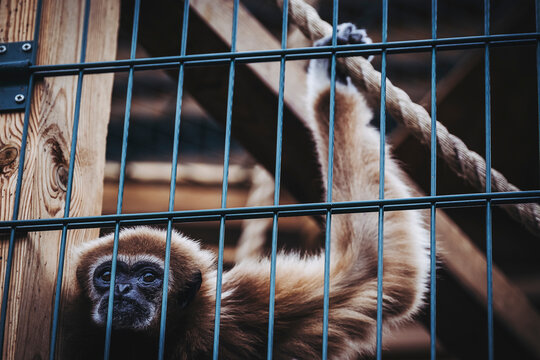Portrait d'un singe gibbon à mains blanches ou Hylobates lar dans une cage dans un zoo