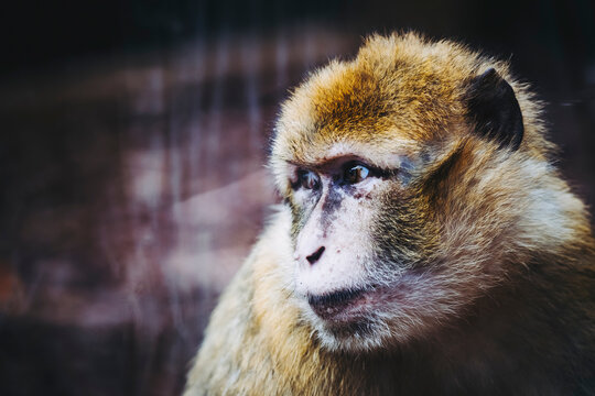 Portrait d'un singe magot ou macaque de Barbarie