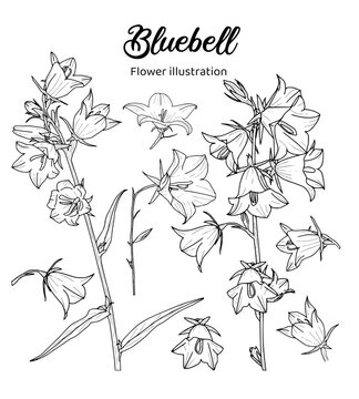 Bluebell, Hand drawn Realistic Flower illustrations 