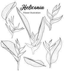 Heliconia Hand drawn Realistic Flower illustrations 