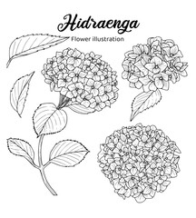 Hydrangea Hand drawn Realistic Flower illustrations 