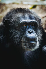 Portrait d'un singe chimpanzé ou pan troglodyte
