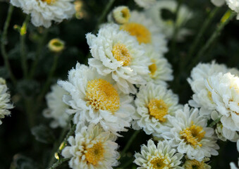 Frost on chrysanthemum petals during the first autumn frosts