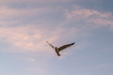 Seagull in the sky