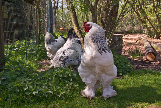 Brama Hühner im Garten
