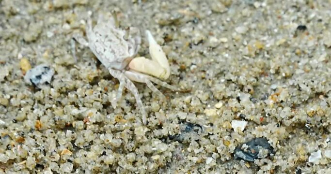 Uca lactea|Fiddler crab|清白招潮蟹|白扇潮招蟹