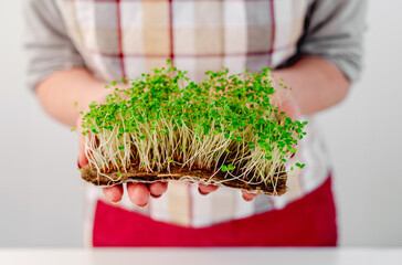 Woman holding in her hands sprouts of mush microgreens without container. Fresh baby plants