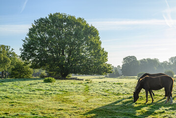 Morgenstimmung an der Aa im Münsterland