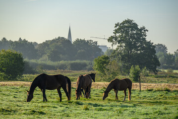 Morgenstimmung an der Aa im Münsterland