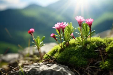 Gordijnen Small wild mountain flowers close up with soft background © Lana_M