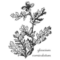 glaucium corniculatum, monochrome flower, flower on transparent background, black and white flower, medicinal plant, medicinal herbs, black and white design, nature, flower, drawing, black, symbol
