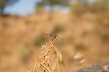 Dragonfly sitting on flower, colourful blurred background.