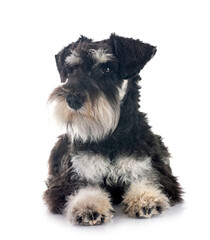 miniature schnauzer in studio