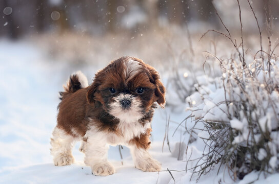 puppy shih tzu in winter