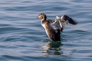 Great crested grebe on a lake (Lake Garda, Italy)
