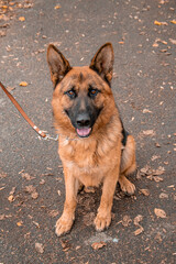 Top view, portrait of a German Shepherd.