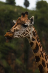 A wild giraffe in his natural environment. 