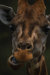 A wild giraffe in his natural environment. 