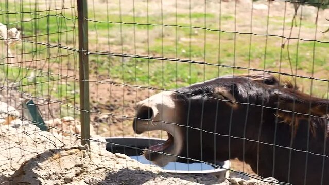 Tender and funny scene of a young donkey braying passionately toward his mother, who over a net stares at him impassively, and finally stops and seems to calm down satisfied