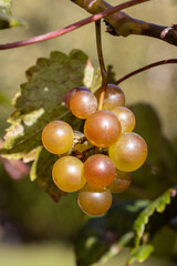 Bunch of grapes. Wine. Vine.