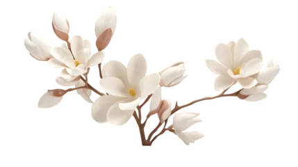 Foto op Canvas White flower, Transparent background, Floral design, Botanical illustration, Nature clipart, Isolated flower, Pure white bloom, Clean backdrop, Elegant floral © Ruslan