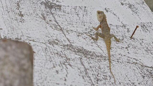 An Indian garden lizard perched on plywood bathing in sunlight