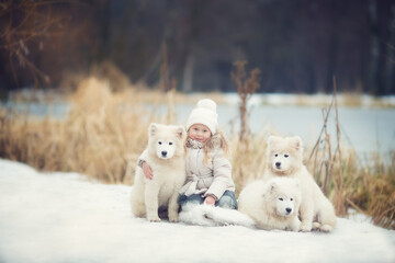 Small girl  sitting  with white dogs samoyed in winter park