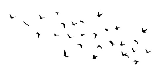 Flying birds silhouette flock. hand drawing. Not AI, Illustrat3. Vector illustration