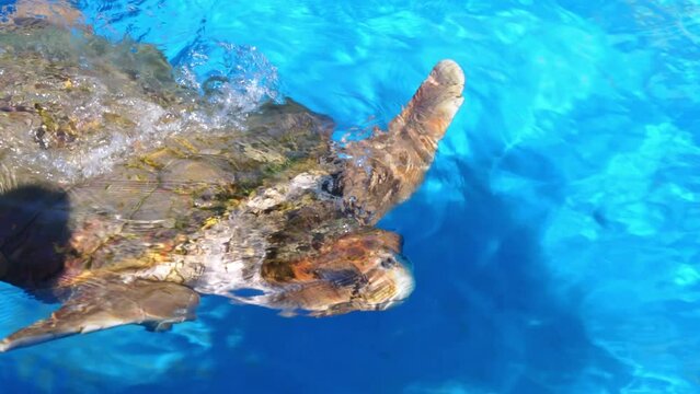 A massive turtle gracefully glides through the waters of a spacious pool, showcasing its aquatic elegance. 
