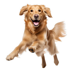Golden retriever dog running and jumping happily on transparent background PNG