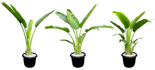 Fototapeta na wymiar banana flowers with black pots, isolated on transparent background, PNG