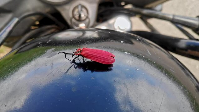 Macro view of a red beetle, Lycostomus modestus, spotted crawling on a helmet